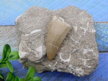 DINOSAUR TOOTH IN MATRIX ROCK STONE LAPIDARY SPECIMEN