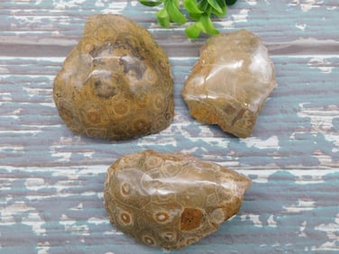 PETOSKEY FOSSILIZED CORAL ROCK STONE LAPIDARY SPECIMEN