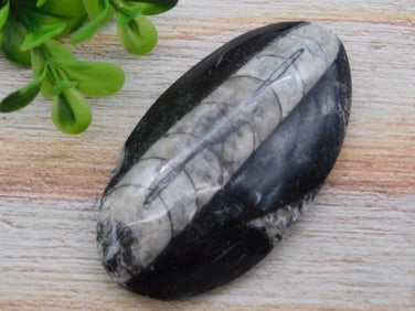 ORTHOCERAS ROCK STONE LAPIDARY SPECIMEN