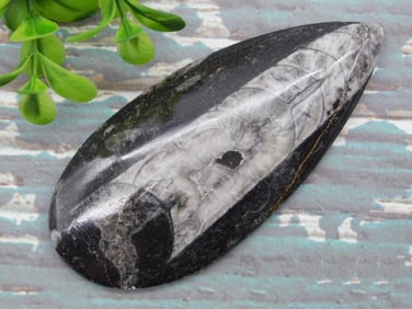 ORTHOCERAS ROCK STONE LAPIDARY SPECIMEN