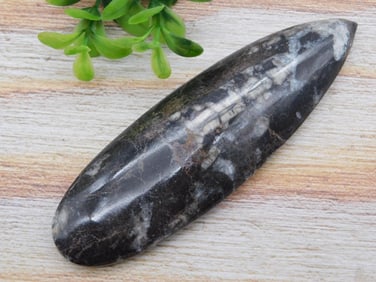 ORTHOCERAS ROCK STONE LAPIDARY SPECIMEN