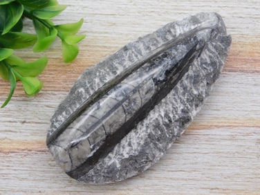 ORTHOCERAS ROCK STONE LAPIDARY SPECIMEN