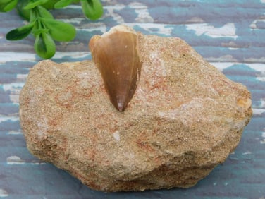 DINOSAUR TOOTH IN MATRIX ROCK STONE LAPIDARY SPECIMEN