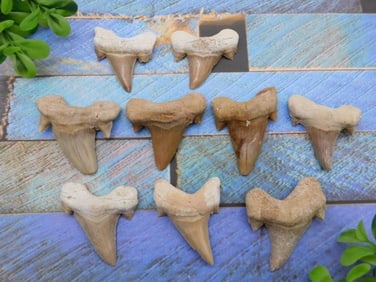 SHARK TEETH ROCK STONE LAPIDARY SPECIMEN