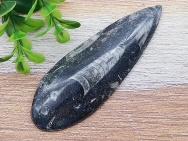 ORTHOCERAS ROCK STONE LAPIDARY SPECIMEN