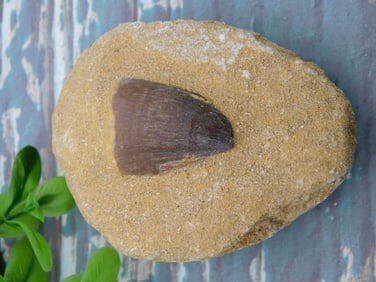 DINOSAUR TOOTH IN MATRIX ROCK STONE LAPIDARY SPECIMEN