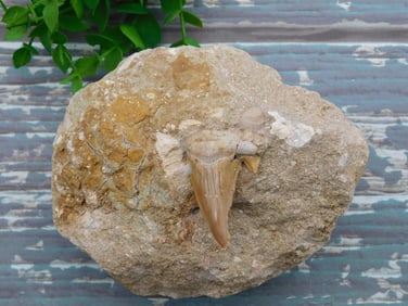 SHARK TOOTH IN MATRIX ROCK STONE LAPIDARY SPECIMEN
