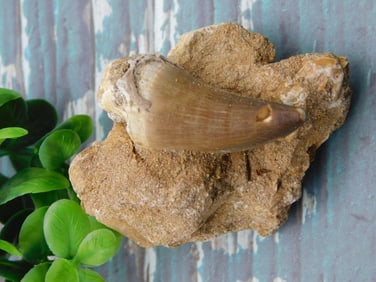 DINOSAUR TOOTH IN MATRIX ROCK STONE LAPIDARY SPECIMEN