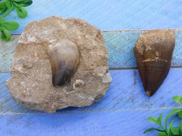DINOSAUR TEETH ROCK STONE LAPIDARY SPECIMEN