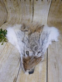 COYOTE FACE PELT TAXIDERMY