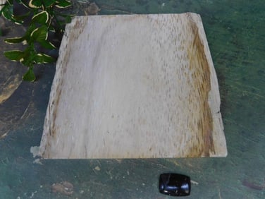 PETRIFIED PALM WOOD SLAB ROCK STONE LAPIDARY SPECIMEN