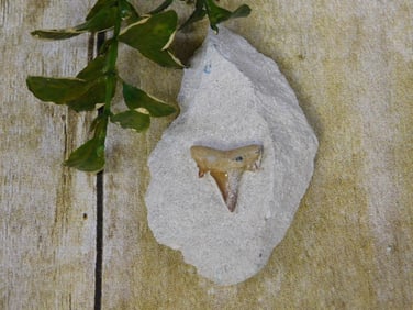 SHARK TOOTH IN MATRIX ROCK STONE LAPIDARY SPECIMEN