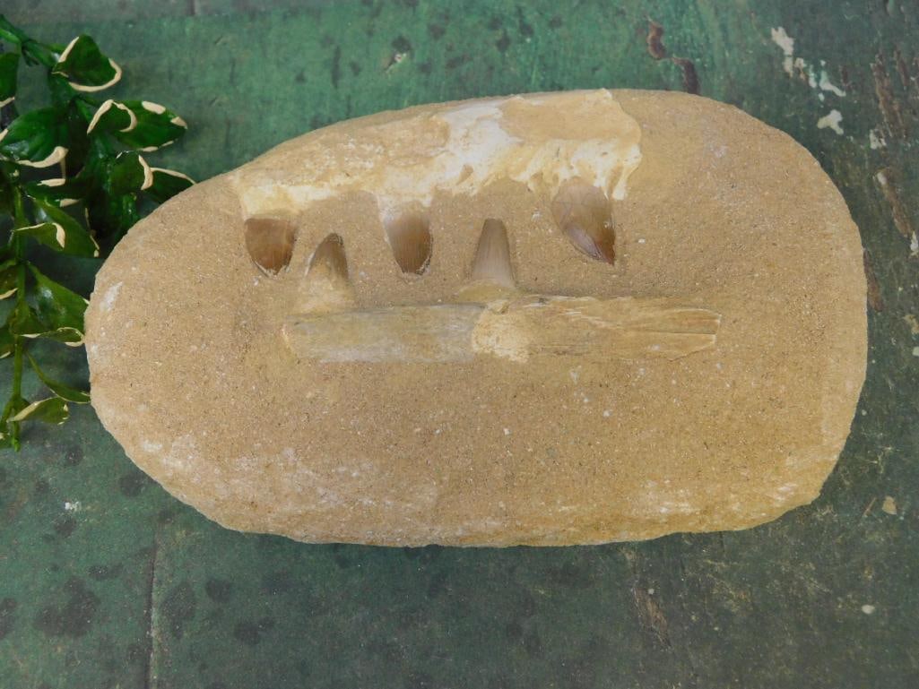 MOSASAUR FOSSIL ROCK STONE LAPIDARY SPECIMEN: MOSASAUR FOSSIL ROCK STONE LAPIDARY SPECIMEN