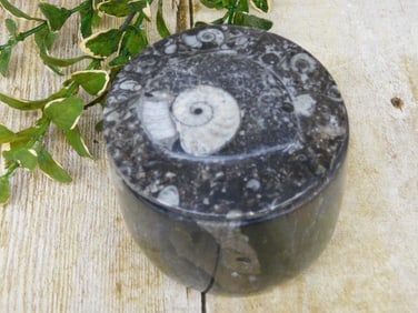 ORTHOCERAS TRINKET BOX ROCK STONE LAPIDARY SPECIMEN