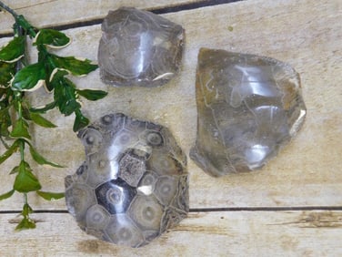 PETOSKEY FOSSILIZED CORAL ROCK STONE LAPIDARY SPECIMEN