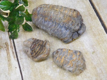 TRILOBITE ROCK STONE LAPIDARY SPECIMEN