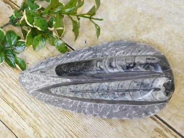 ORTHOCERAS ROCK STONE LAPIDARY SPECIMEN