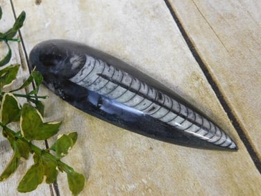 ORTHOCERAS ROCK STONE LAPIDARY SPECIMEN