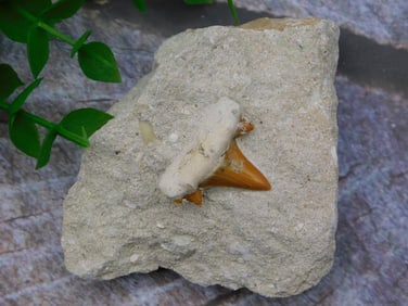 SHARK TOOTH IN MATRIX ROCK STONE LAPIDARY SPECIMEN