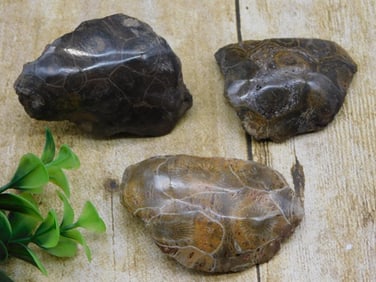 PETOSKEY FOSSILIZED CORAL ROCK STONE LAPIDARY SPECIMEN