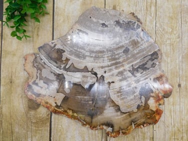 PETRIFIED WOOD SLAB ROCK STONE LAPIDARY SPECIMEN