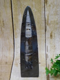 ORTHOCERAS DISPLAY ROCK STONE LAPIDARY SPECIMEN