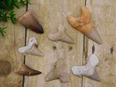 SHARK AND DINO TEETH ROCK STONE LAPIDARY SPECIMEN