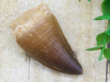 MOSASAUR TOOTH ROCK STONE LAPIDARY SPECIMEN