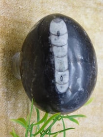 ORTHOCERAS EGG ROCK STONE LAPIDARY SPECIMEN
