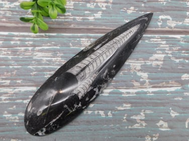 ORTHOCERAS ROCK STONE LAPIDARY SPECIMEN