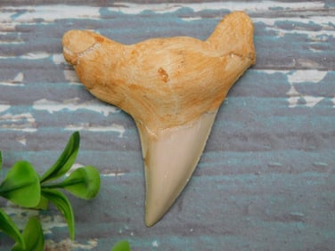 SHARK TOOTH ROCK STONE LAPIDARY SPECIMEN