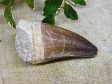 MOSASAUR TOOTH ROCK STONE LAPIDARY SPECIMEN