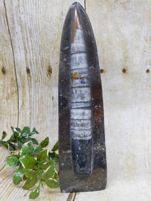 ORTHOCERAS DISPLAY ROCK STONE LAPIDARY SPECIMEN