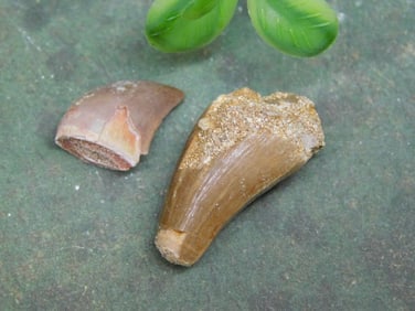 DINOSAUR TEETH ROCK STONE LAPIDARY SPECIMEN