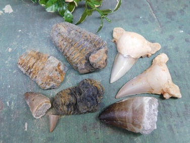 MIXED FOSSIL LOT ROCK STONE LAPIDARY SPECIMEN