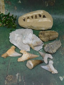 MIXED FOSSIL LOT ROCK STONE LAPIDARY SPECIMEN