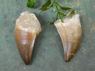 MOSASAUR TEETH ROCK STONE LAPIDARY SPECIMEN