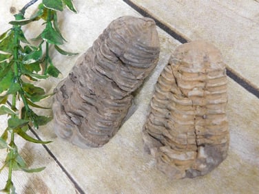 TRILOBITES ROCK STONE LAPIDARY SPECIMEN