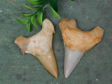SHARK TEETH ROCK STONE LAPIDARY SPECIMEN
