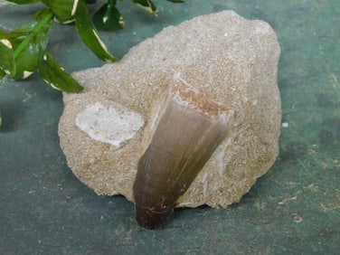 MOSASAUR TOOTH IN MATRIX ROCK STONE LAPIDARY SPECIMEN