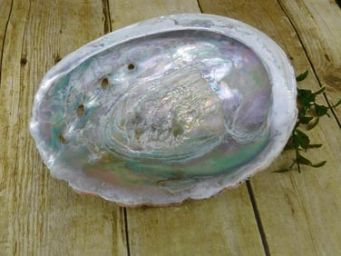 ABALONE SHELL