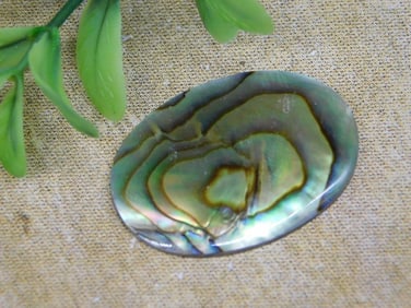 ABALONE CABOCHON ROCK STONE LAPIDARY SPECIMEN