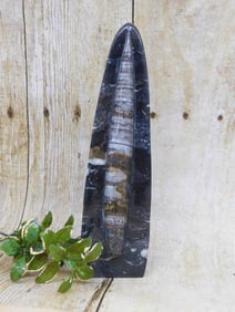 ORTHOCERAS DISPLAY ROCK STONE LAPIDARY SPECIMEN