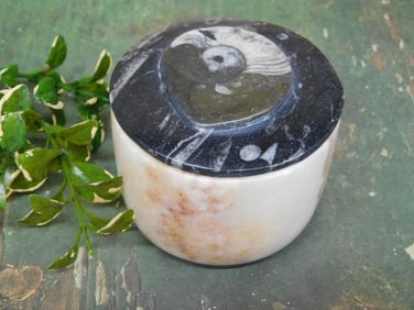 ORTHOCEARS TRINKET BOX ROCK STONE LAPIDARY SPECIMEN