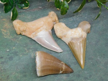 MIXED TEETH LOT ROCK STONE LAPIDARY SPECIMEN