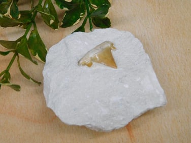 SHARK TOOTH IN MATRIX ROCK STONE LAPIDARY SPECIMEN