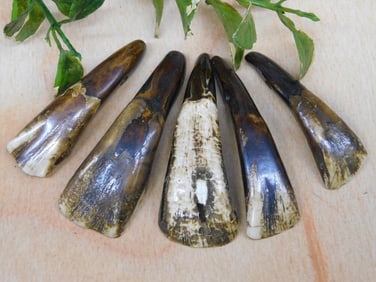 BUFFALO TEETH