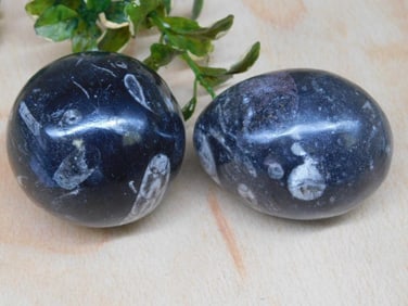 ORTHOCERAS ROCK STONE LAPIDARY SPECIMEN