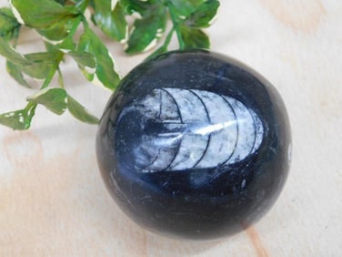 ORTHOCERAS SPHERE ROCK STONE LAPIDARY SPECIMEN