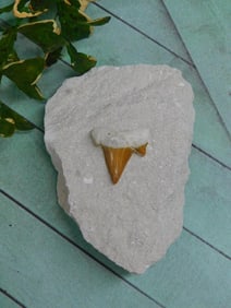 SHARK TOOTH IN MATRIX ROCK STONE LAPIDARY SPECIMEN